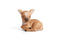 Reino & Rolf Klarborg Reindeer calf
