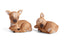Reino & Rolf Klarborg Reindeer calf