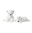Nuka & Enok Klarborg Polar bear cubs