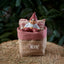 Noah Klarborg Nisse