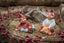 Anton Klarborg Nisse